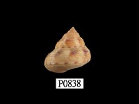 藏品(腰帶鐘螺)的圖片